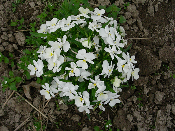 pansy in flower